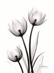 Tulips High Contrast | Obraz na stenu