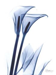 Calla Lily Indigo | Obraz na stenu