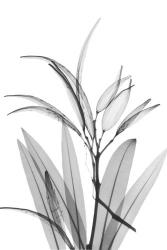 Oleander White Seed Pod | Obraz na stenu