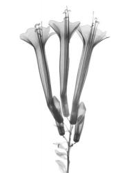 Blooming Trio | Obraz na stenu