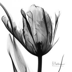 High Contrast Tulip | Obraz na stenu