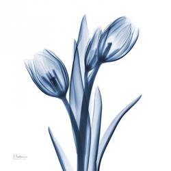 Tulips Indigo | Obraz na stenu