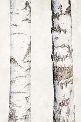 Birches 3 | Obraz na stenu
