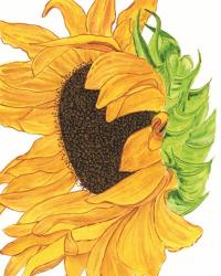 Sunflower 5 | Obraz na stenu