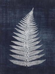 Fern 1 | Obraz na stenu