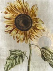 Sunflower 1 | Obraz na stenu