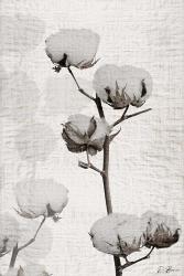 Cotton Stem 1 | Obraz na stenu