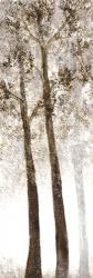Wooded Grove 2 | Obraz na stenu