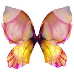 Floral Butterfly 4 | Obraz na stenu