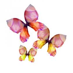 Floral Butterfly Trio | Obraz na stenu