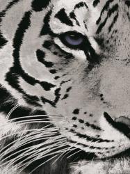 Tiger Purple Eye | Obraz na stenu
