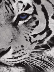 Tiger Purple Eye 2 | Obraz na stenu