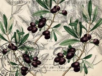 Olive Branch 1 | Obraz na stenu