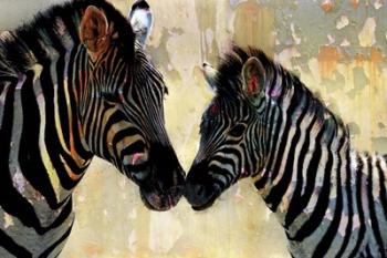 Zebra Love | Obraz na stenu