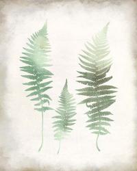 Watercolor Fern 1 Vintage | Obraz na stenu