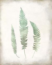 Watercolor Fern 3 Vintage | Obraz na stenu