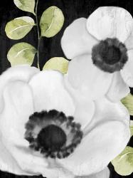 Anemone On Black 1 | Obraz na stenu