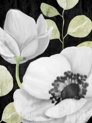 Anemone On Black 2 | Obraz na stenu