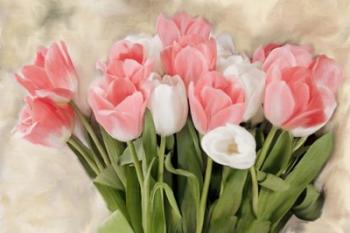 Pink And White Tulips | Obraz na stenu
