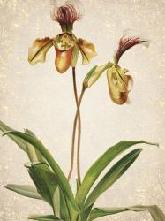 Orchids  1 | Obraz na stenu