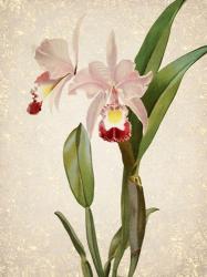Orchids  2 | Obraz na stenu