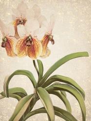 Orchids 3 | Obraz na stenu