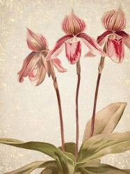 Orchids 4 | Obraz na stenu