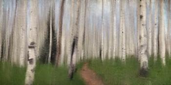 Path through the Aspens | Obraz na stenu