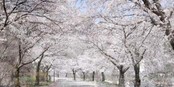 Cherry Blossom Lane | Obraz na stenu