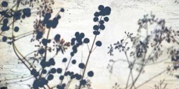 Dried Flowers | Obraz na stenu