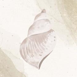 Calming Shell 4 | Obraz na stenu