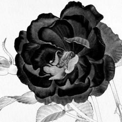 Black and White Bloom 3 | Obraz na stenu
