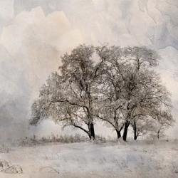 Winter Frost 2 | Obraz na stenu