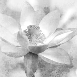 Lotus | Obraz na stenu