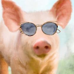 Sun Glasses Pig | Obraz na stenu