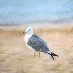 Seagull | Obraz na stenu