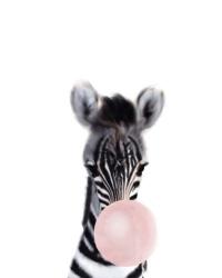 Baby Zebra Bubble Gum | Obraz na stenu