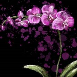 Fuschia Orchid | Obraz na stenu