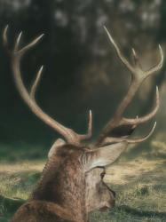 Wandering Buck | Obraz na stenu