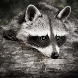 Pondering Raccoon 2 | Obraz na stenu