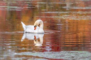 Mill Pond October | Obraz na stenu