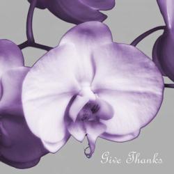Thankful Orchids | Obraz na stenu