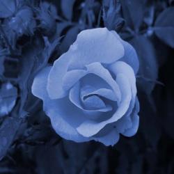 Blue Flower 2 | Obraz na stenu