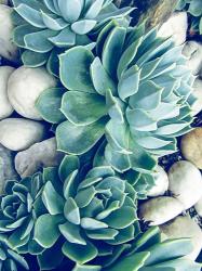 Succulents no words | Obraz na stenu