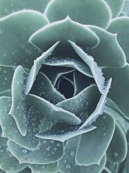 Succulent With Dew 1 | Obraz na stenu