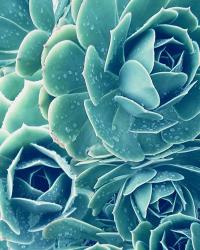 Succulents With Dew 2 | Obraz na stenu