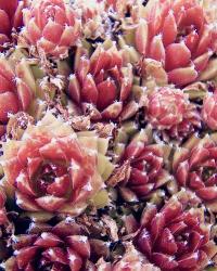 Red Succulents New Born 1 | Obraz na stenu