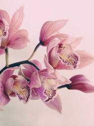 Pink Orchids | Obraz na stenu