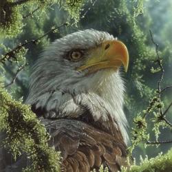 Bald Eagle | Obraz na stenu