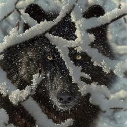 Winter Black Wolf | Obraz na stenu